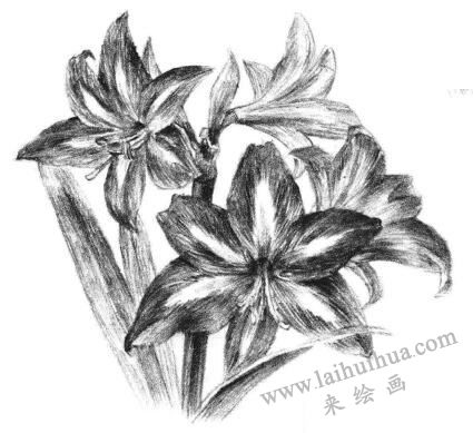 朱頂紅素描畫法步驟14