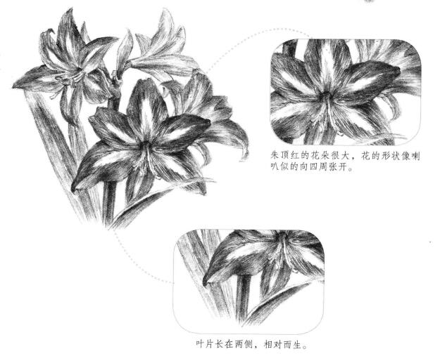 朱頂紅素描畫法