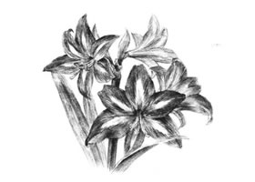 朱頂紅素描畫法