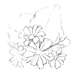 瓜葉菊的素描畫法步驟02