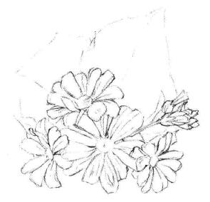 瓜葉菊的素描畫法步驟03