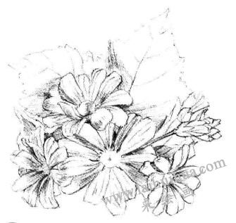 瓜葉菊的素描畫法步驟05