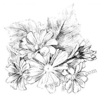 瓜葉菊的素描畫法步驟06