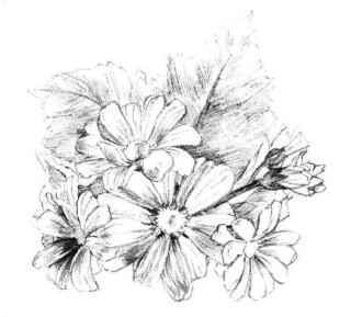瓜葉菊的素描畫法步驟07