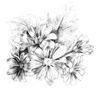 瓜葉菊的素描畫法步驟09