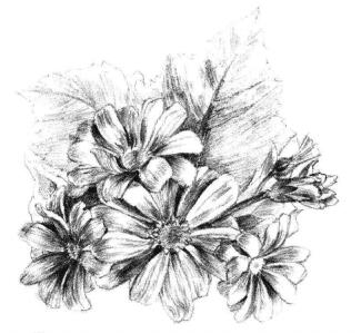瓜葉菊的素描畫法步驟10