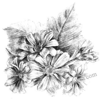 瓜葉菊的素描畫法步驟12