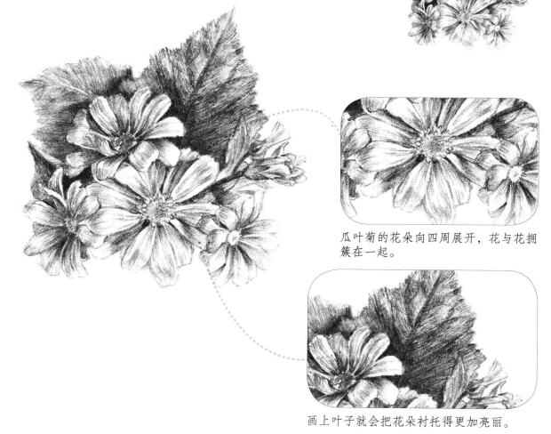 瓜葉菊的素描畫法