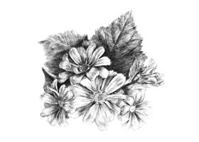 瓜葉菊的素描畫(huà)法