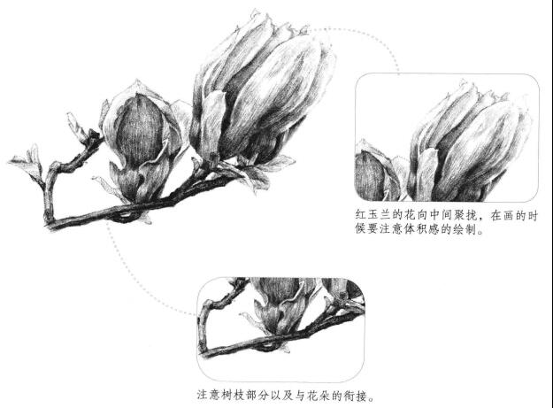 紅玉蘭素描畫法