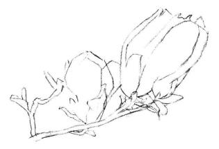紅玉蘭素描畫法步驟02