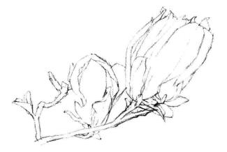 紅玉蘭素描畫法步驟03