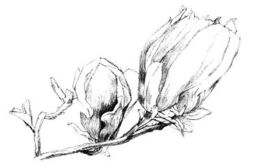 紅玉蘭素描畫法步驟06