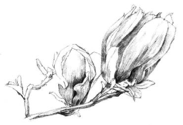 紅玉蘭素描畫法步驟07