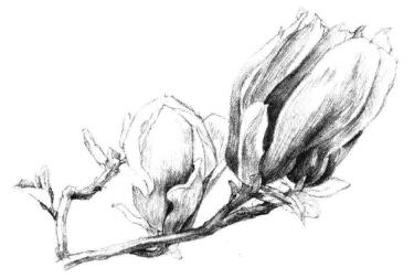 紅玉蘭素描畫法步驟09