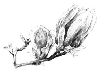 紅玉蘭素描畫法步驟10