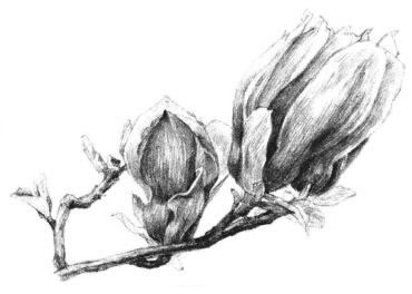 紅玉蘭素描畫法步驟12