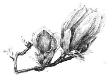 紅玉蘭素描畫法步驟13