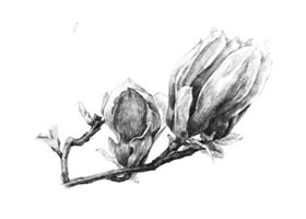 紅玉蘭素描畫法