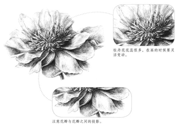 牡丹花素描畫法