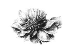 牡丹花素描畫法
