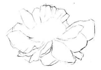 牡丹花素描畫法步驟01