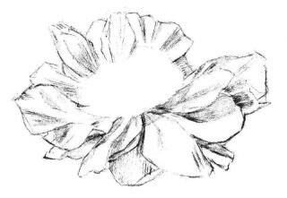 牡丹花素描畫法步驟02