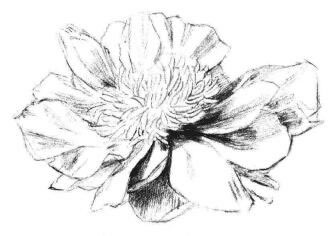 牡丹花素描畫法步驟03
