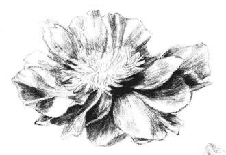 牡丹花素描畫法步驟04
