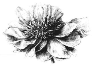 牡丹花素描畫法步驟05