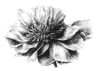 牡丹花素描畫法步驟06