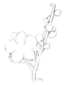梅花素描畫(huà)法步驟02