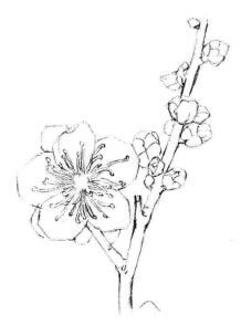 梅花素描畫(huà)法步驟03