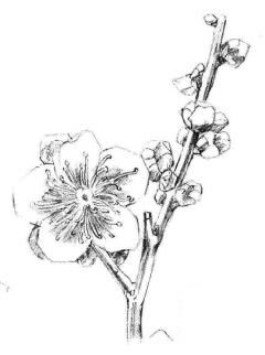 梅花素描畫(huà)法步驟04