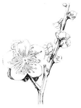 梅花素描畫(huà)法步驟05