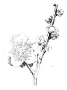 梅花素描畫(huà)法步驟06