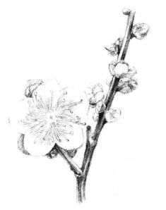 梅花素描畫(huà)法步驟07