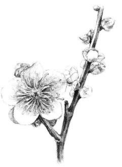 梅花素描畫(huà)法步驟09