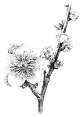 梅花素描畫(huà)法步驟10