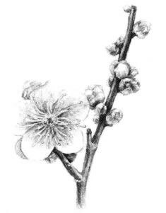 梅花素描畫(huà)法步驟11