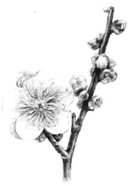 梅花素描畫(huà)法步驟12