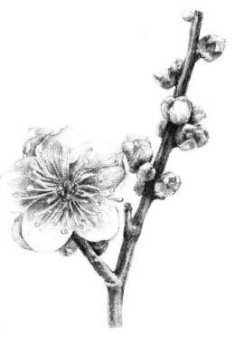 梅花素描畫(huà)法步驟13