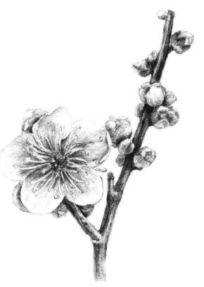 梅花素描畫(huà)法步驟14