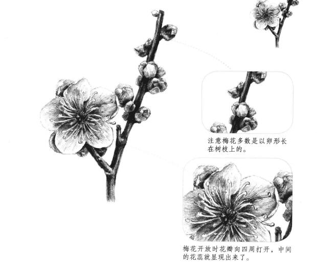 梅花素描畫(huà)法