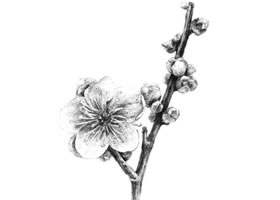 梅花素描畫法
