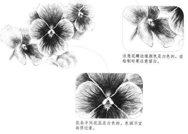 三色花素描畫法