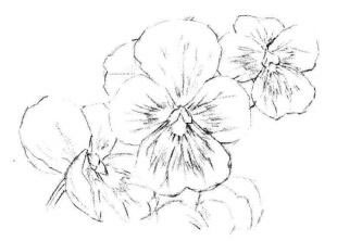 三色花素描畫法步驟02