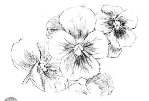 三色花素描畫法步驟03