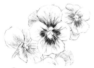 三色花素描畫法步驟05