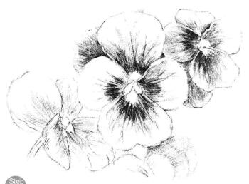 三色花素描畫法步驟06